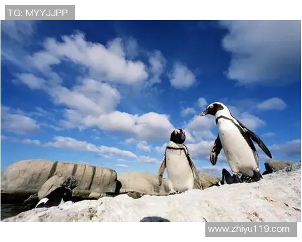 企鹅足球明星赛门票热销中快来抢购与明星同场竞技的机会